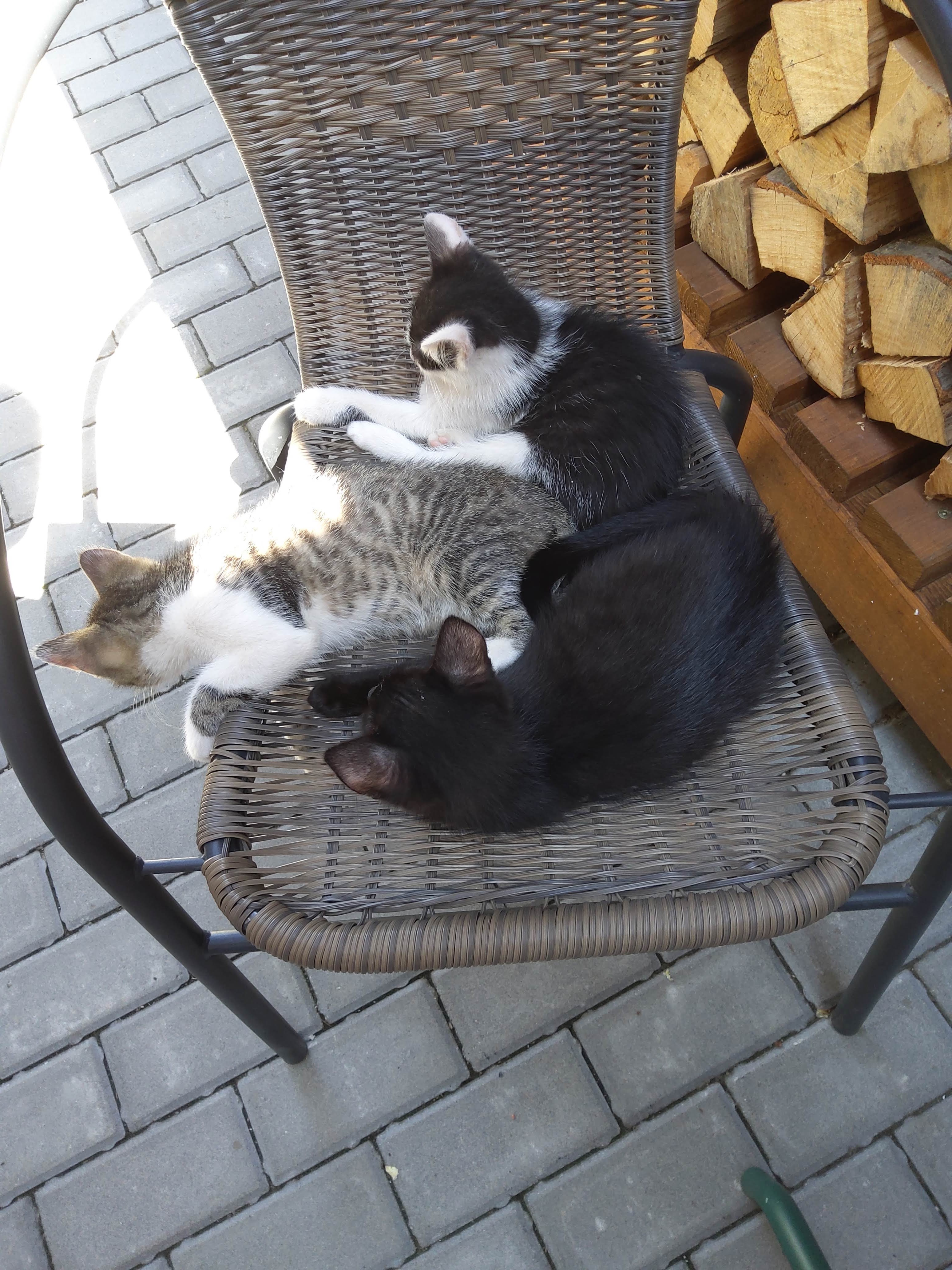 Krmení pro nalezence z farmy