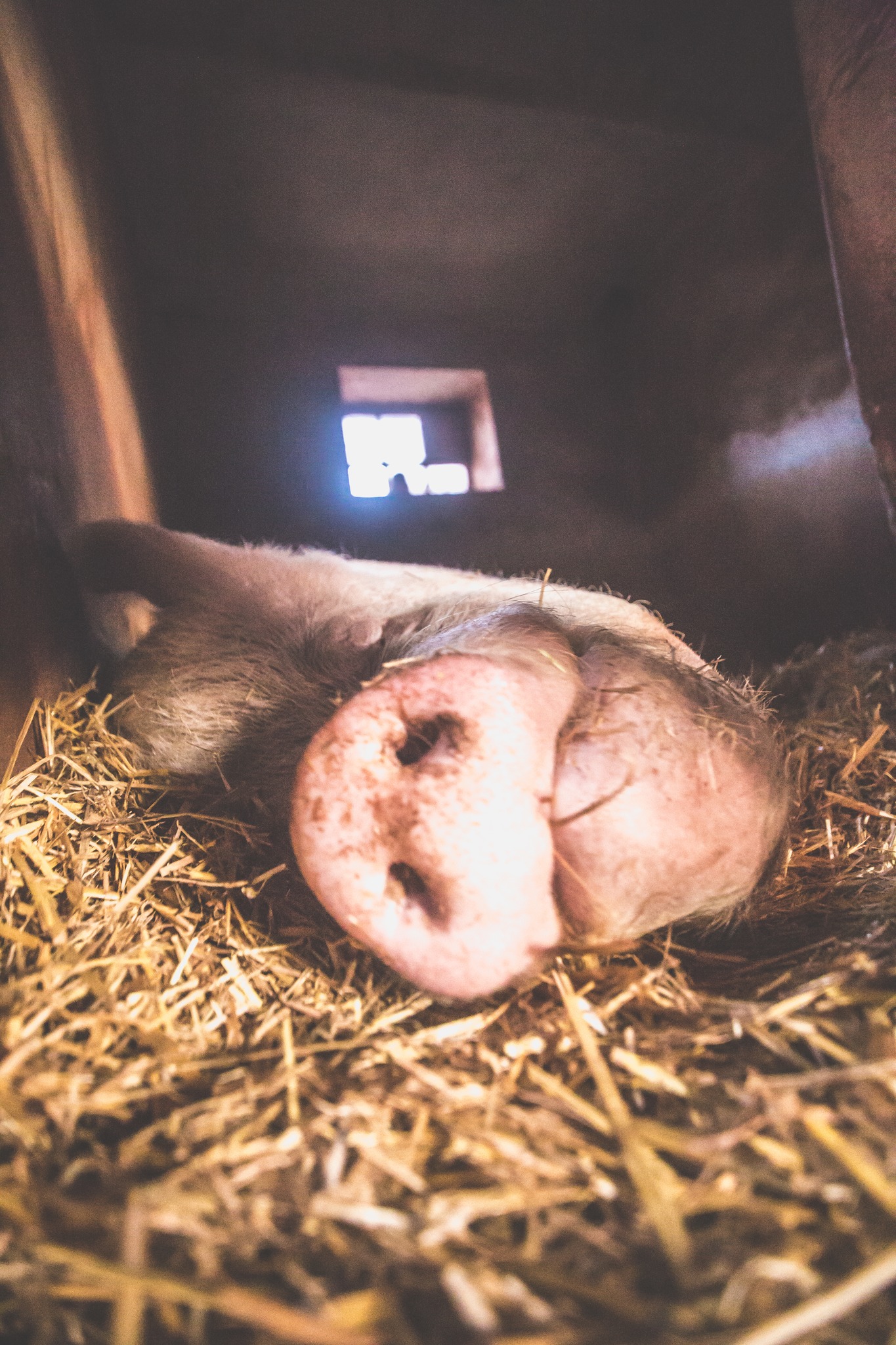 All I want is medication for Kvído, The Pig