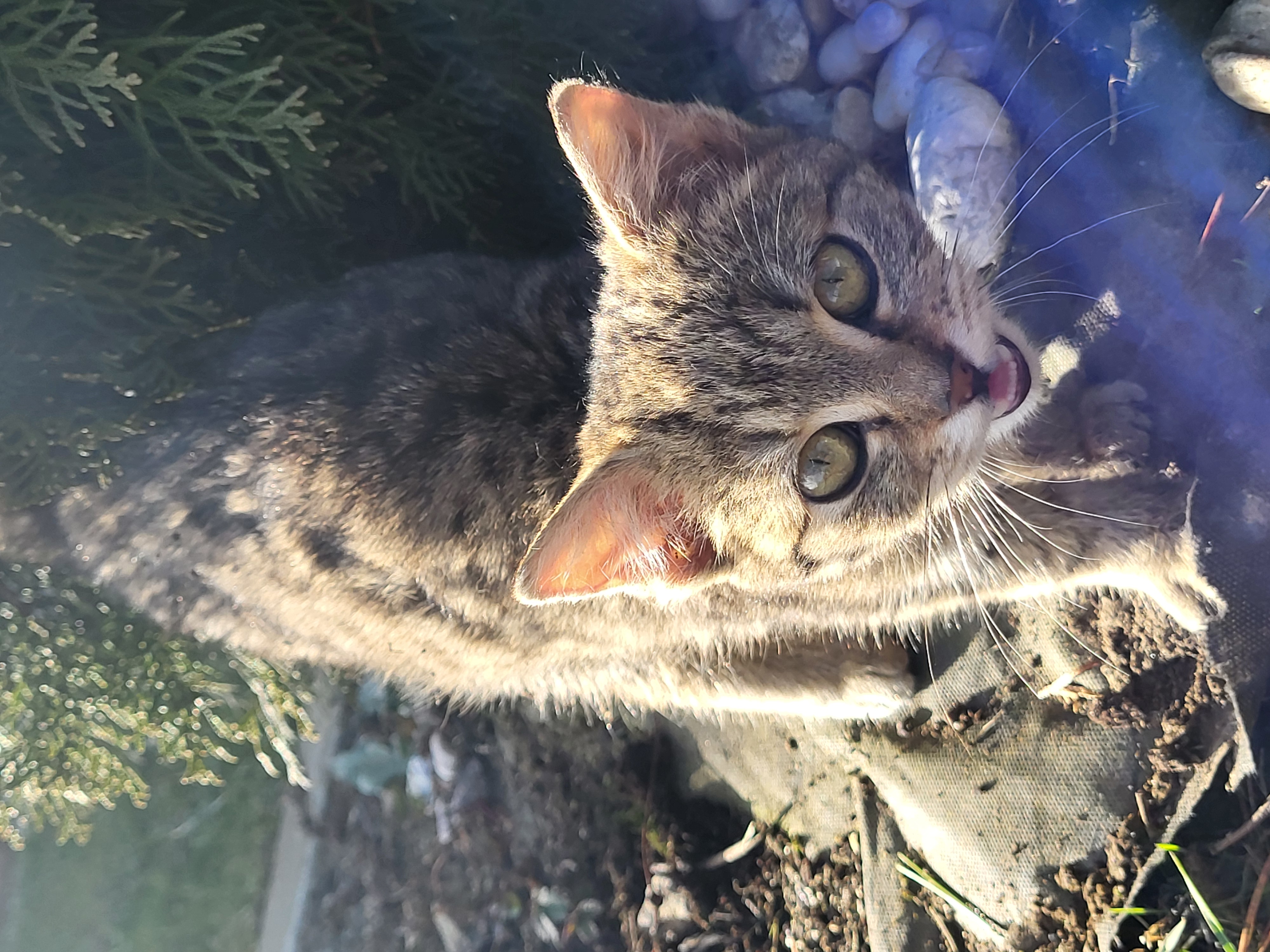 Kočičí tlapky volají o pomoc