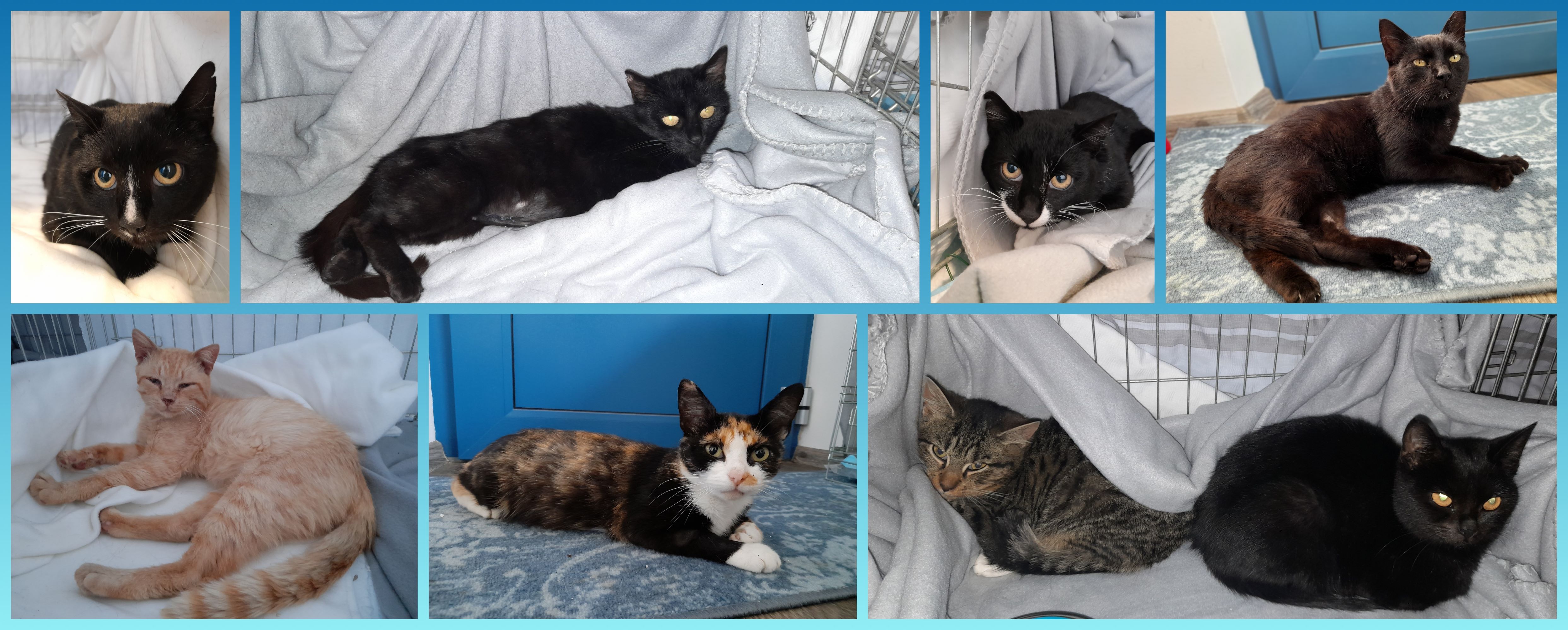 Veterinární péče kočičím tulákům