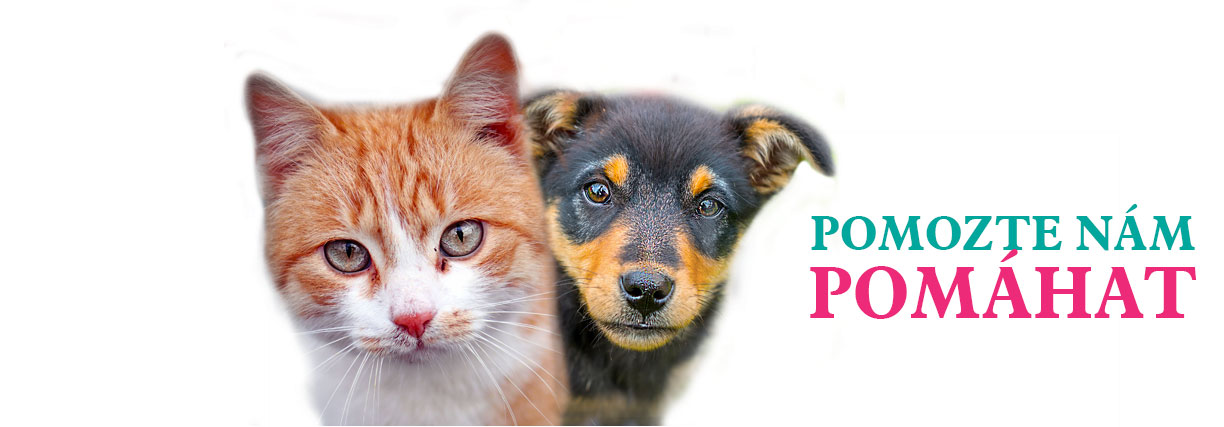 narozeninová sbírka pro toulavé kočičky