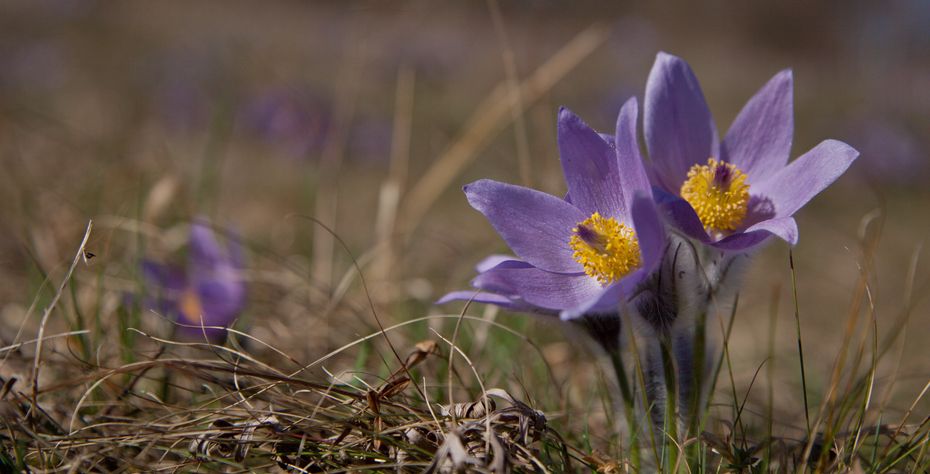 Nedopusťme konec koniklecové louky!