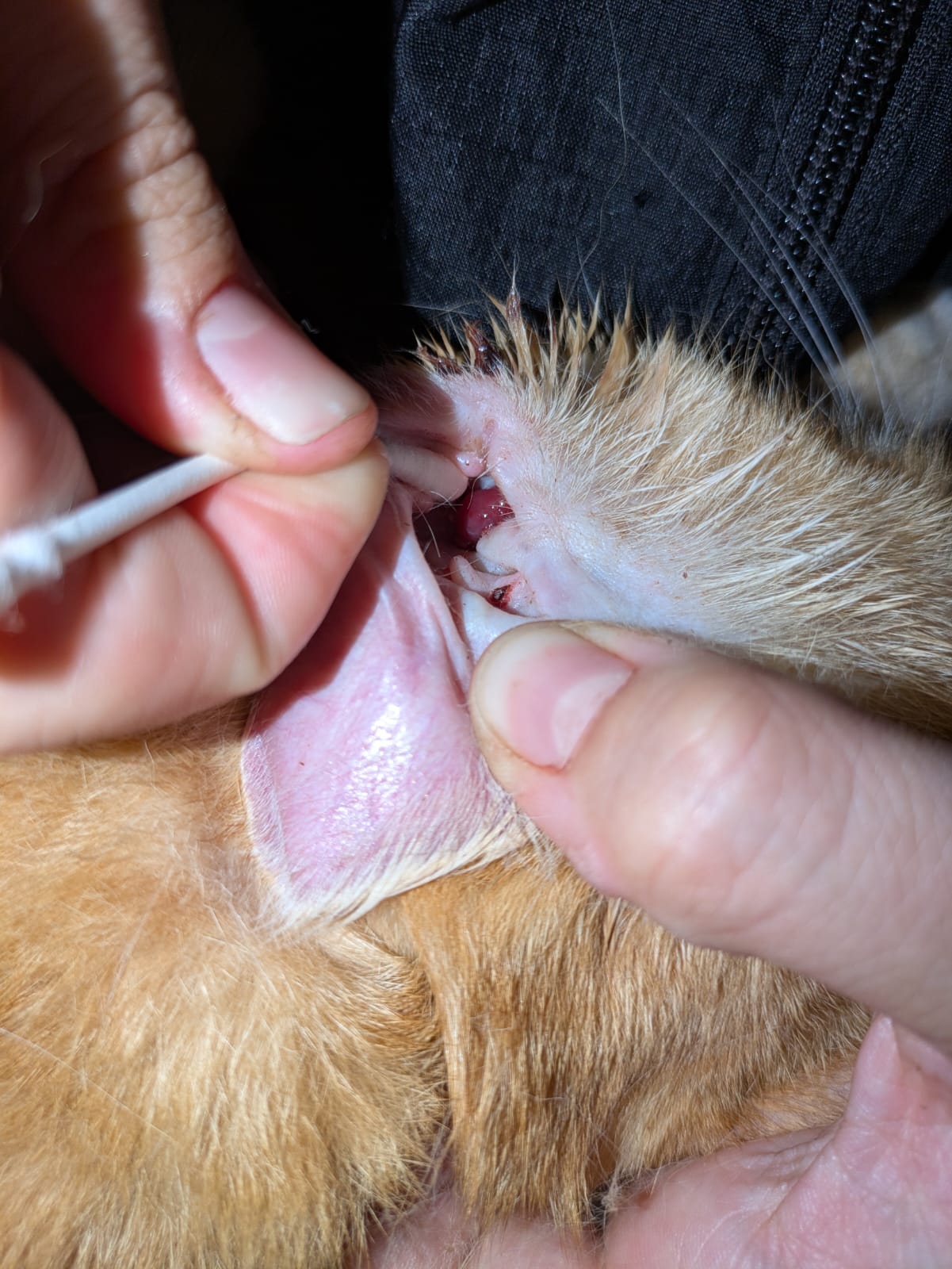 Pro kočičí život bez bolesti 🙏