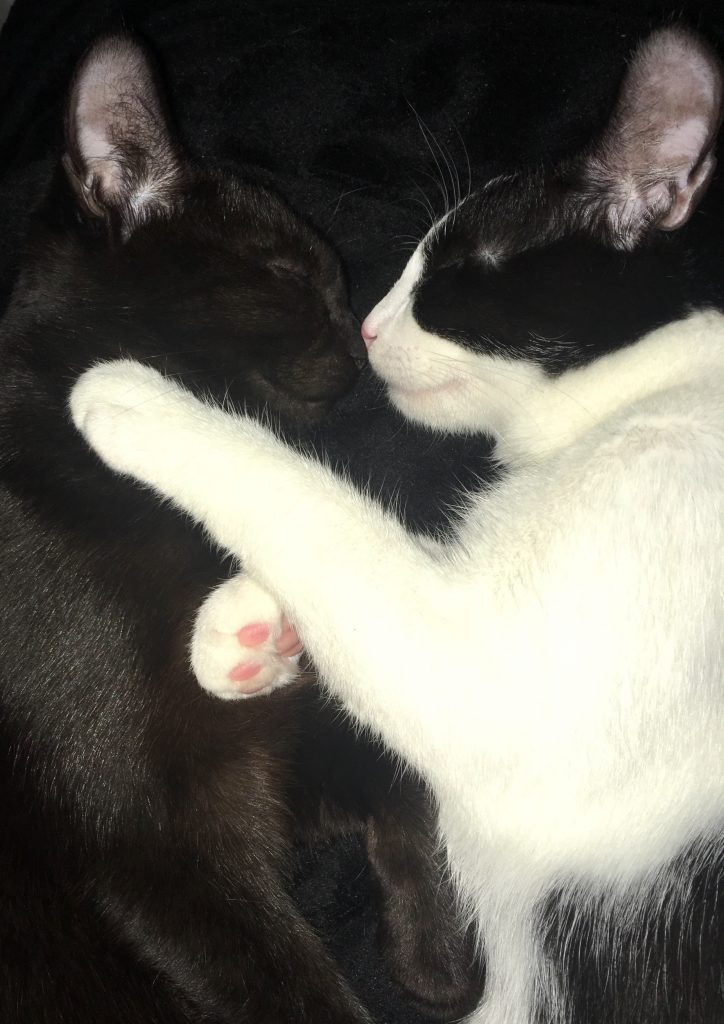 „Každý dar i sebemenší je ve skutečnosti veliký byl-li dán s láskou.“