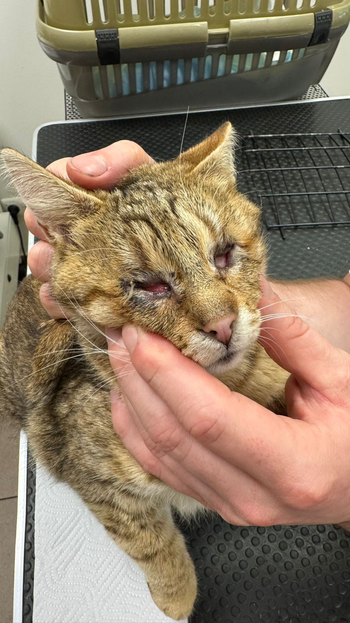 Zachraňme kočičku, která přežila peklo