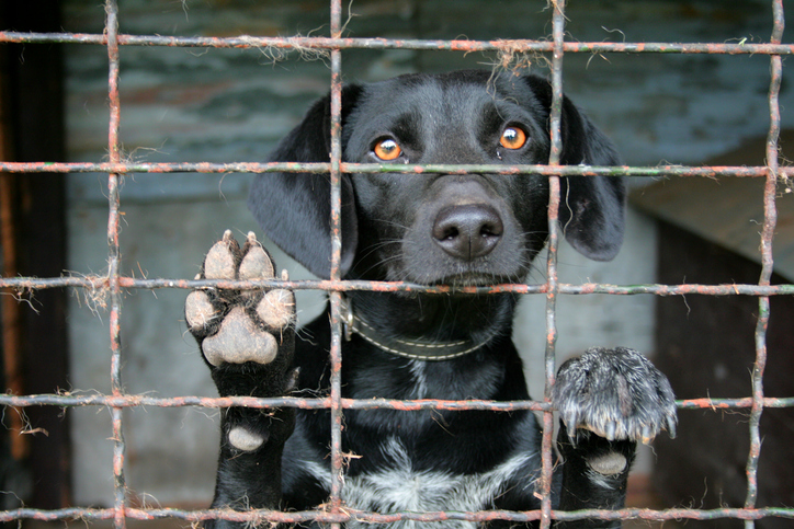 Postavte s námi útulek