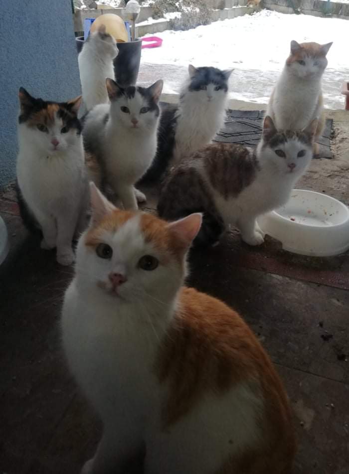 Sbírka na kastraci koček z Žernovické ulice