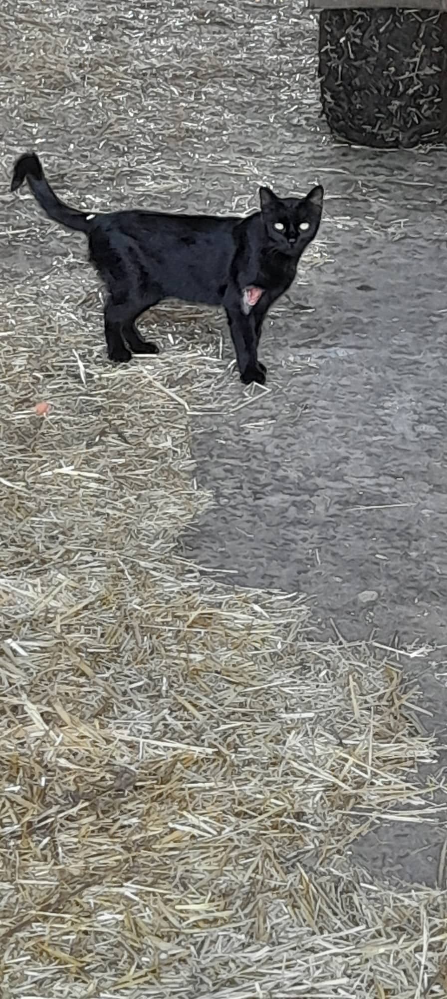 Každý rok zbytečně umírají stovky koťátek