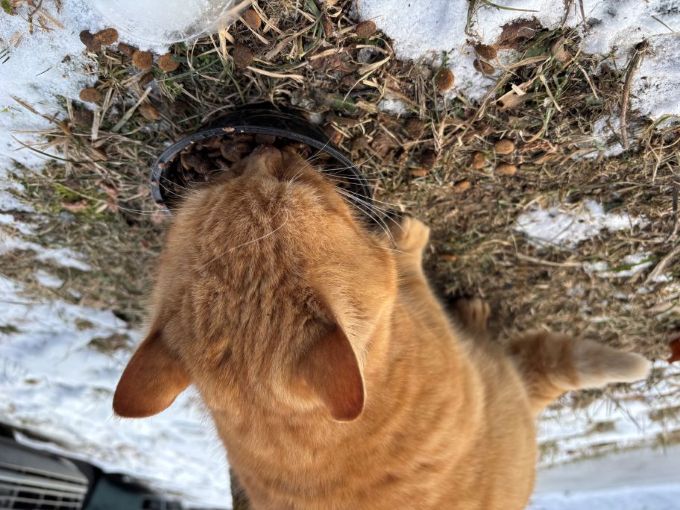 Plná miska- naděje pro kočky