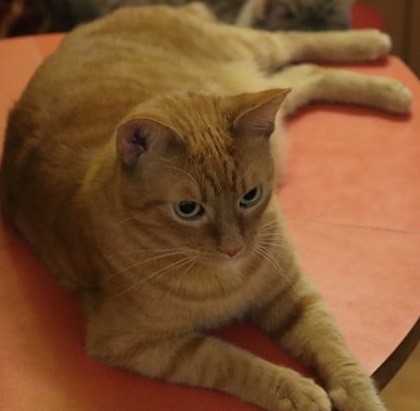 Pomoc pro asistenčního kocourka Šimonka a jeho kočičího kamaráda, pro invalidního vozíčkáře.