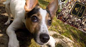 pomocme veterinářům