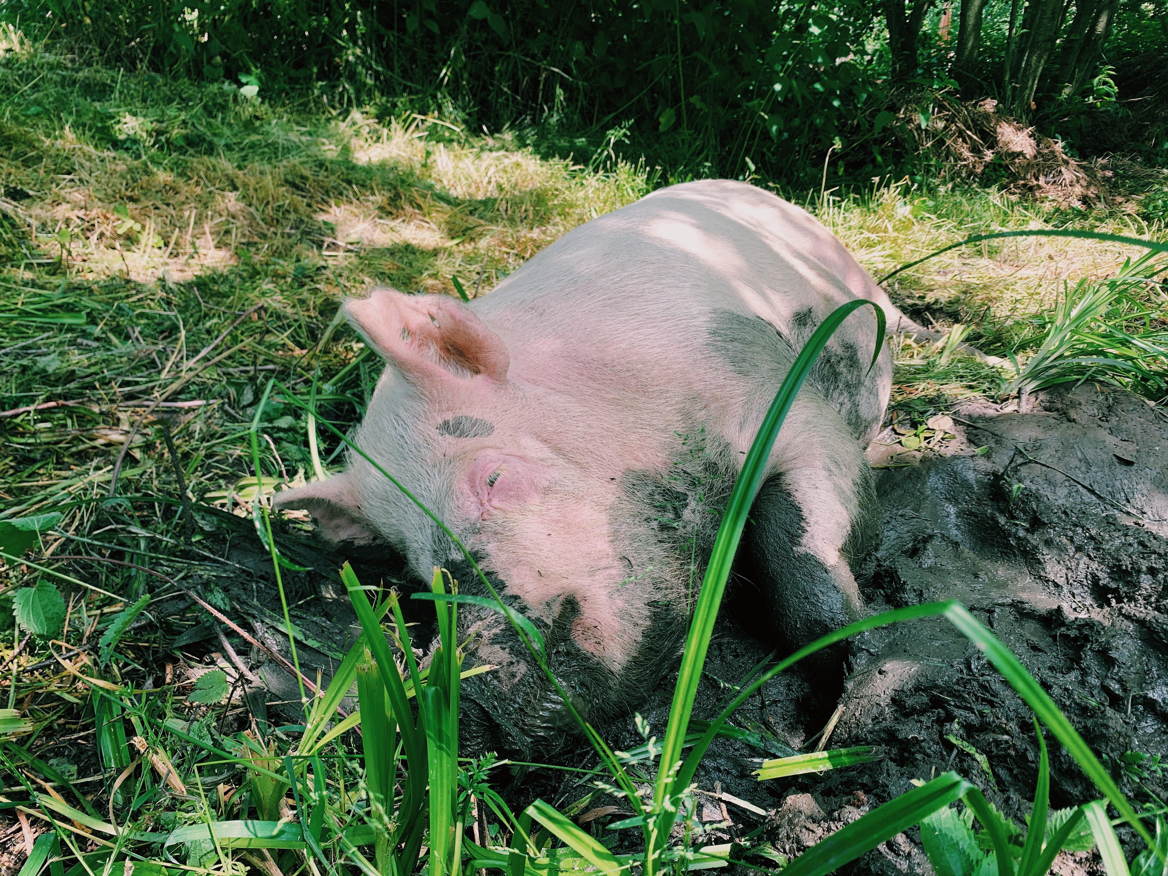 Narozeninová sbírka pro zvířecí azyl PONTO