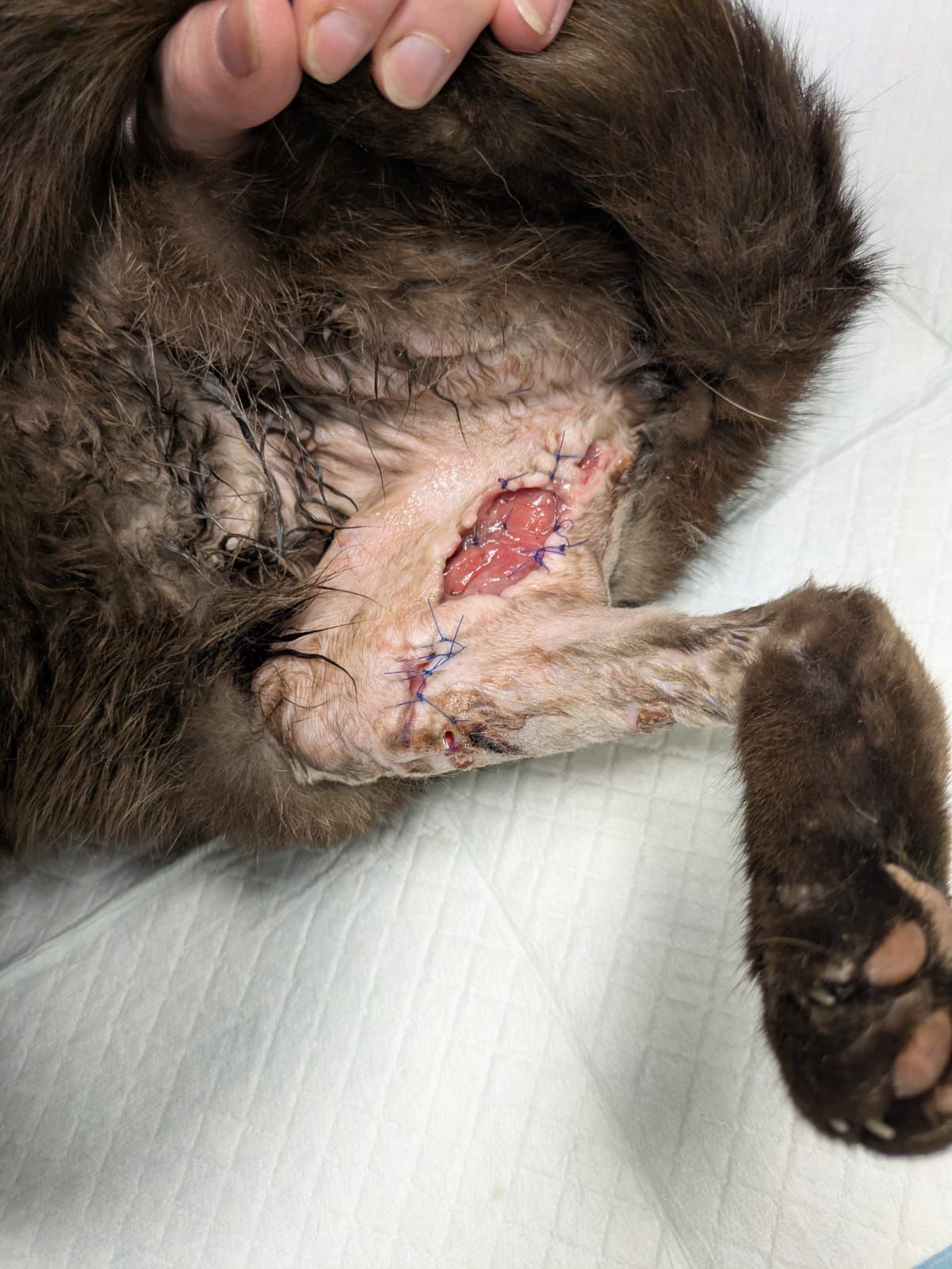 Pro kočičí život bez bolesti 🙏