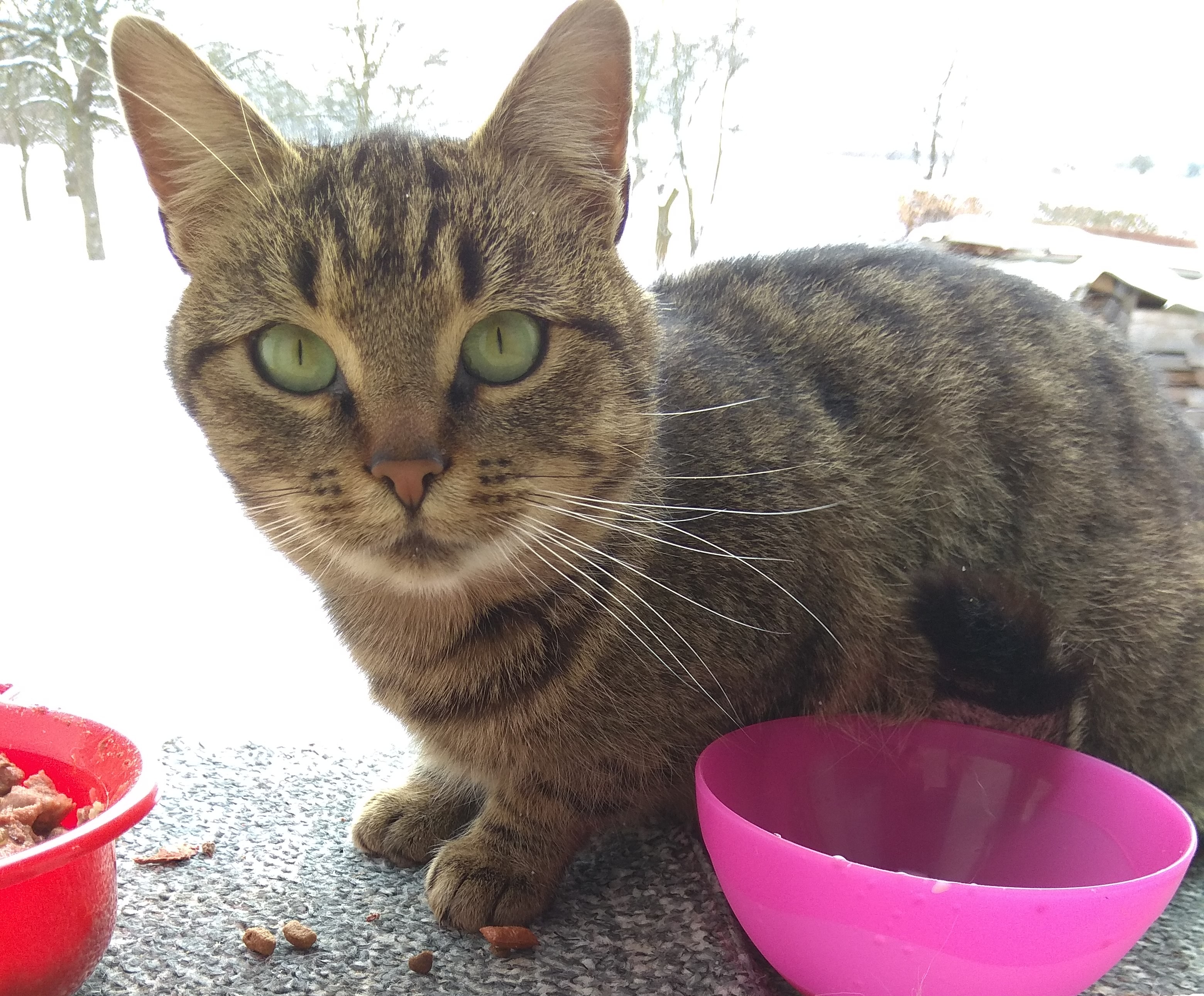 Pomozte mi zachránit kočičí životy