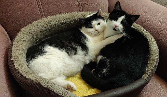 Plné kočičí mističky