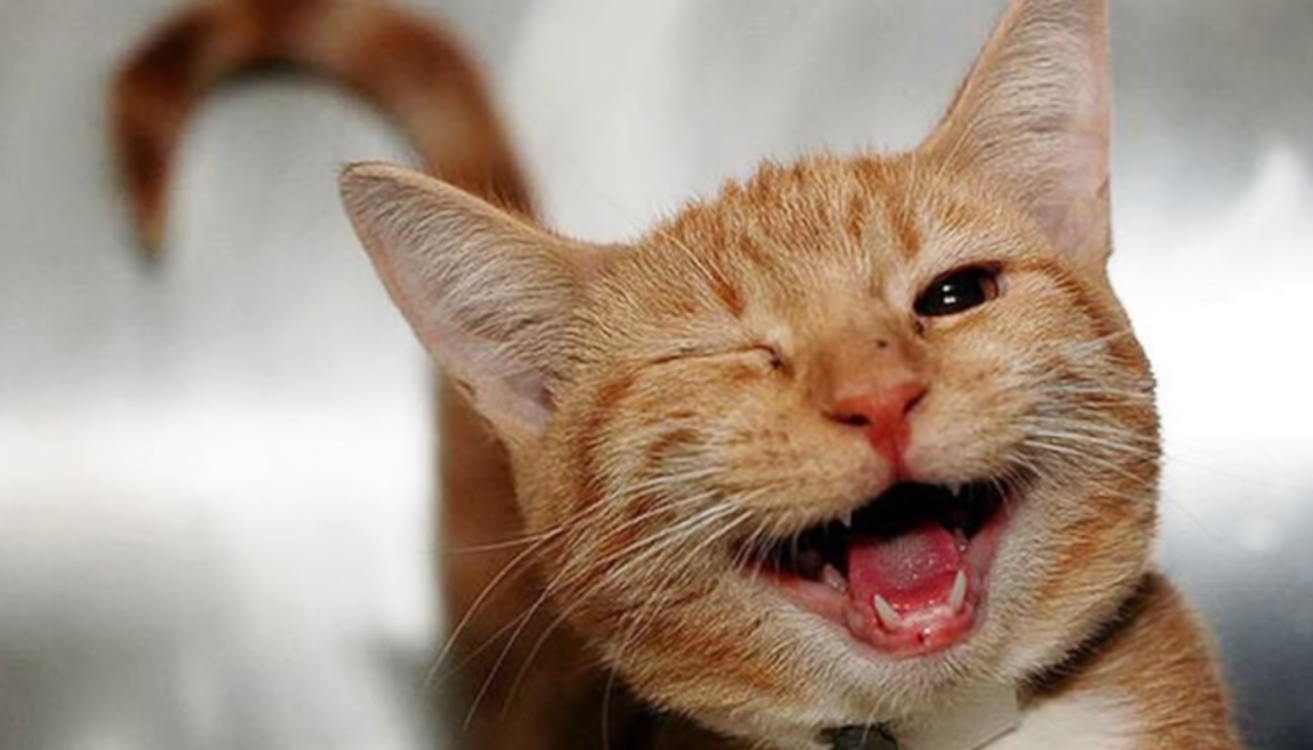 Můj narozeninový dárek kočičkám