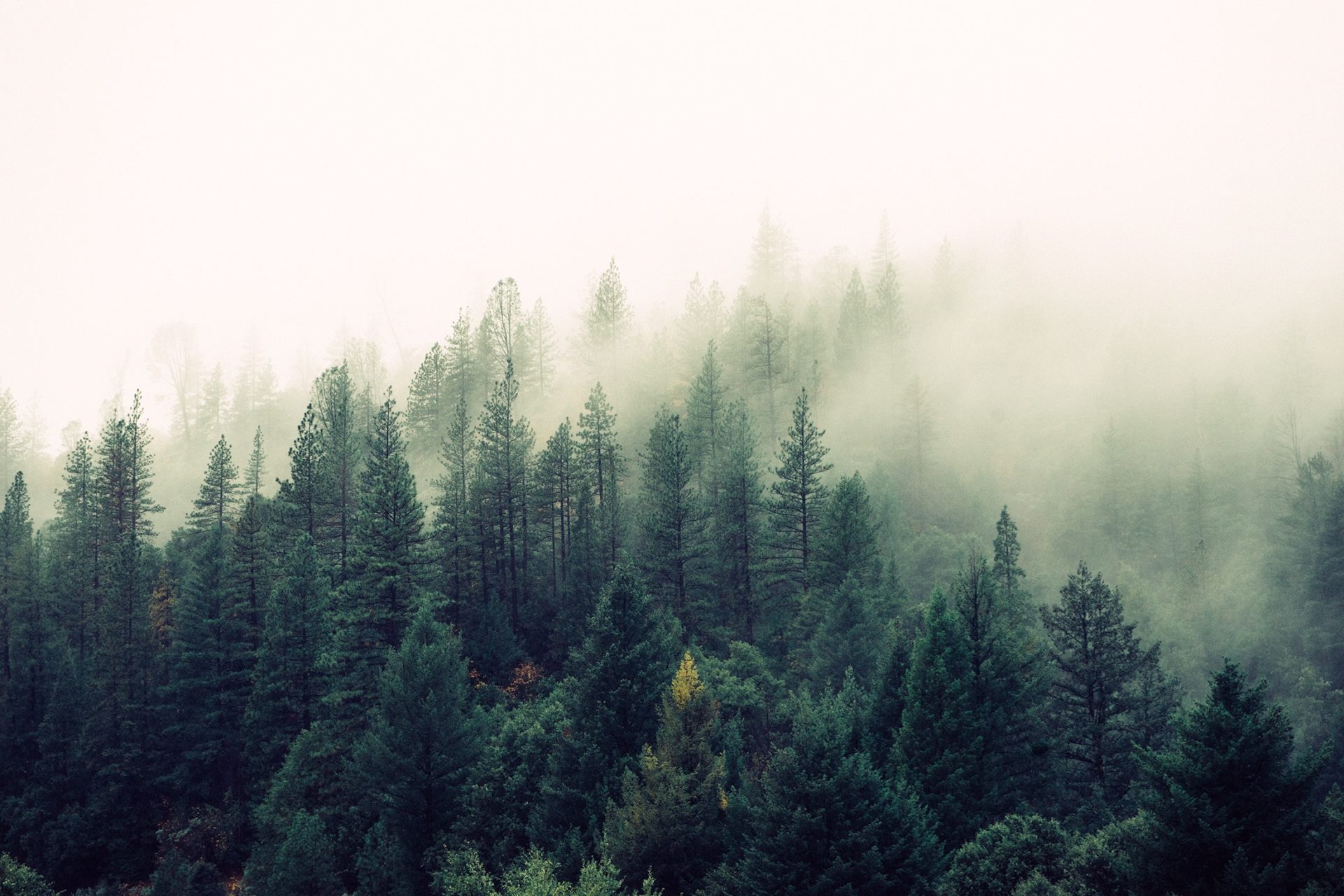 Header img