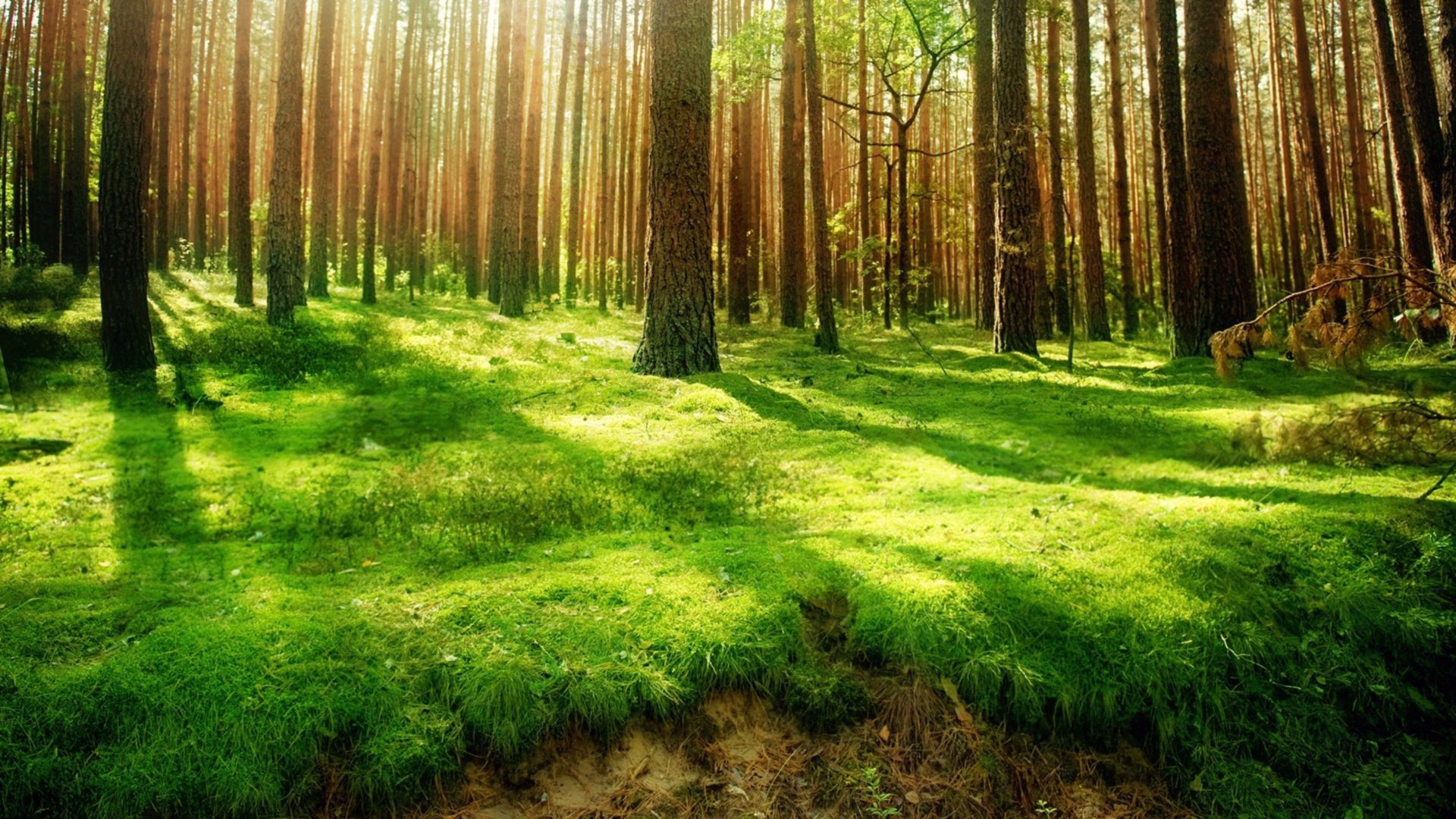 Header img