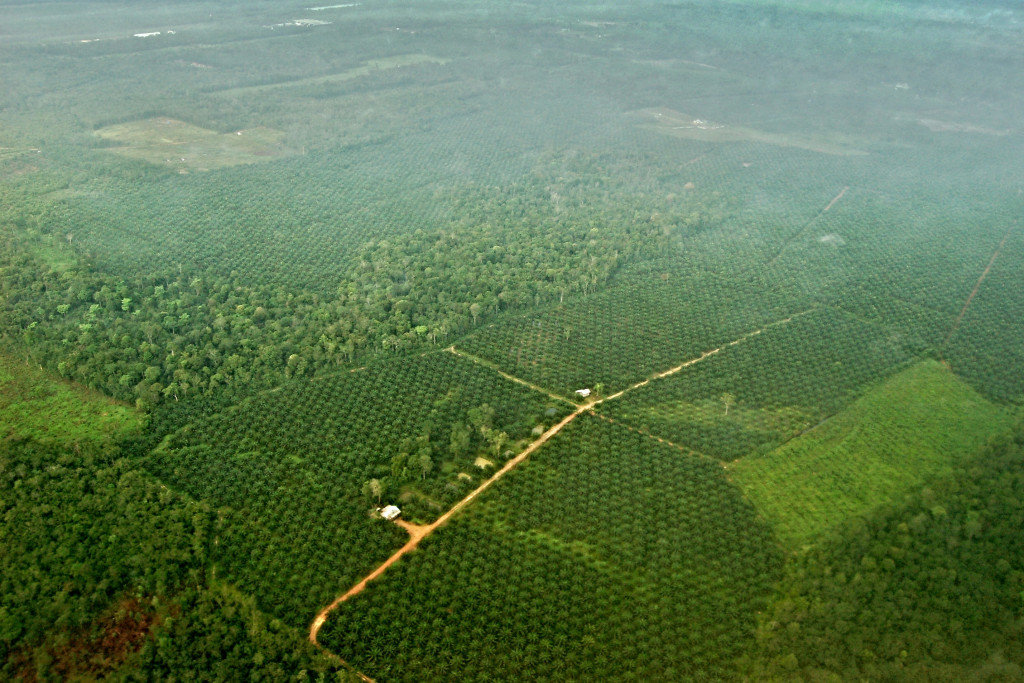 Palm oil plantation