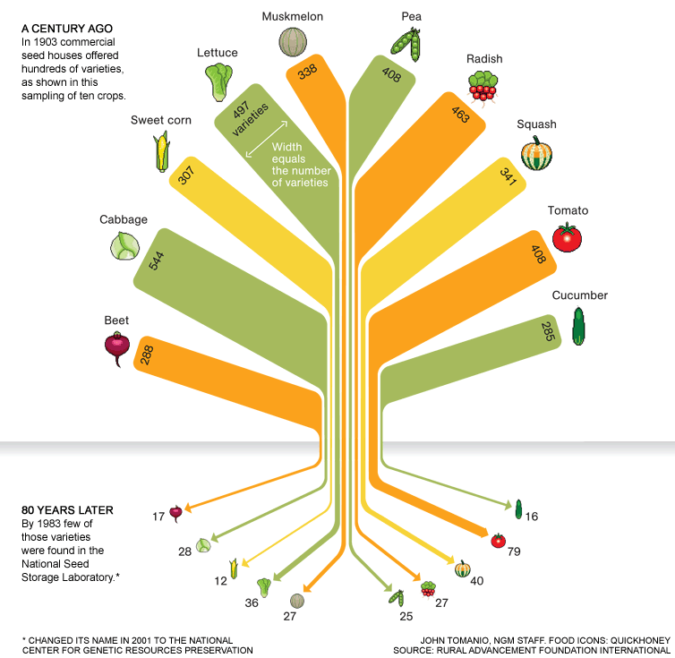 As we've come to depend on a small number of commercial varieties of fruits and vegetables, thousands of traditional (also called heirloom) varieties have disappeared. It's hard to know exactly how many have been lost over the past century, but a study conducted in 1983 by the Rural Advancement Foundation International in USA gave a clue as to the scope of the problem. The survey, which included 66 crops, found that about 93 percent of the varieties in the USA had gone extinct. More up-to-date studies are needed. Source: National Geographic, http://ngm.nationalgeographic.com/2011/07/food-ark/food-variety-graphic