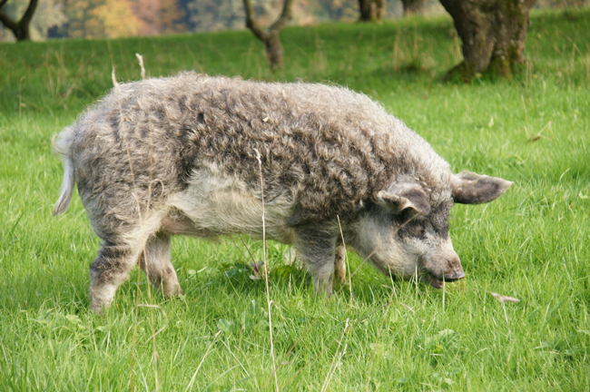 Mangalitsa pig