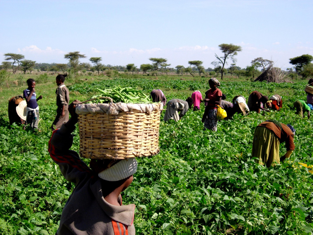 Green beans plantation in Kenya. Fertile land and water precious to local communities is virtually exported when beans are sold to European consumers. Kenyan beans are exported all year round although green beans can also be grown seasonally in European countries (Photo: Creative Commons)