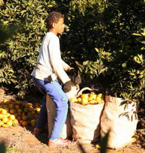 Worker in an orange plantation - Brazil (photo: Christiliche Initative Romero)