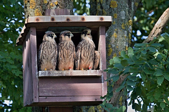 mladata_sokol_cervenonohy_jozef_chavko_web