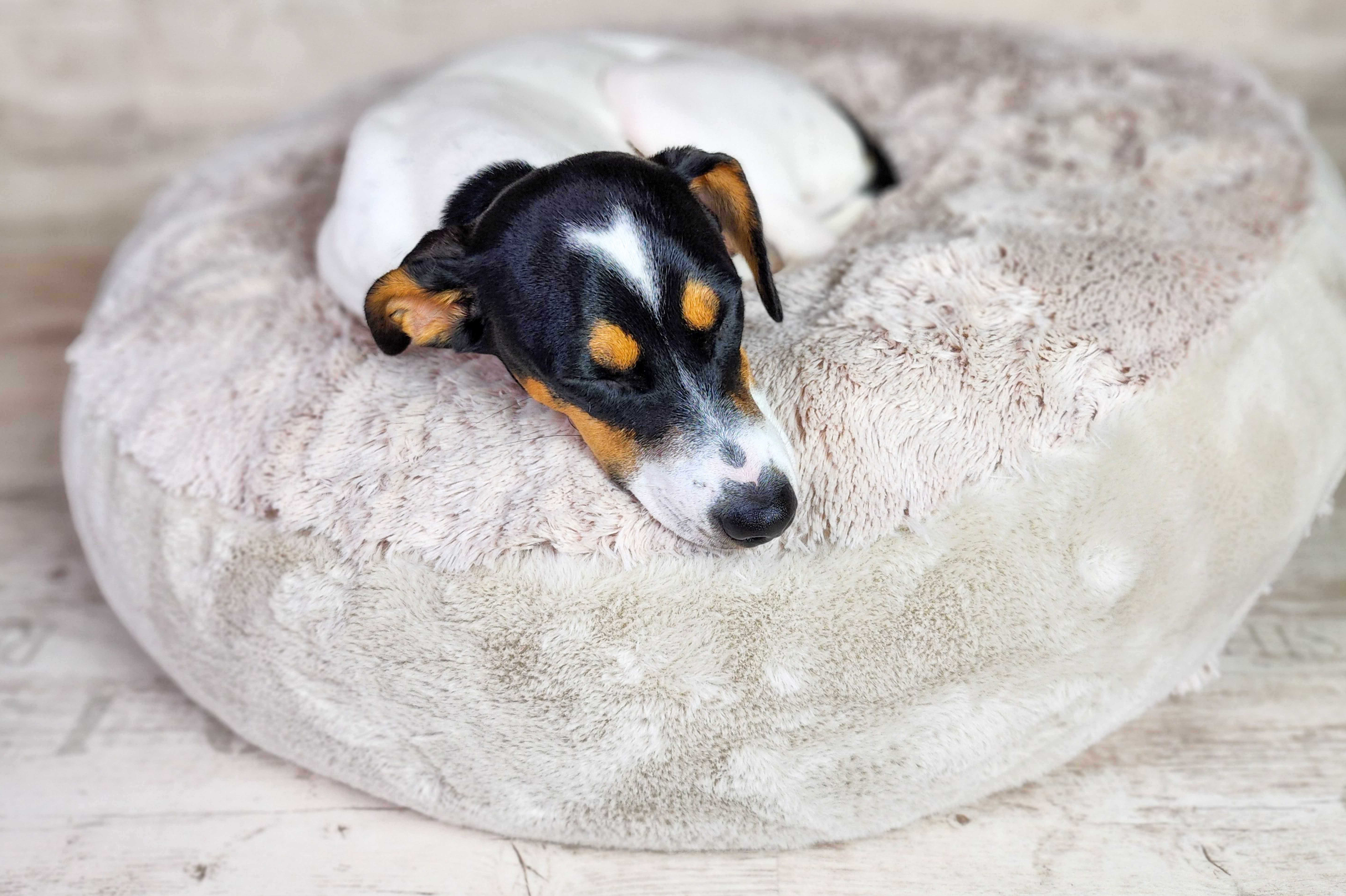 Deluxe Donut Hundebett – Orthopädisch, Rund, Waschbar, Für Große Hunde Bis 80 Cm, Dunkelgrau