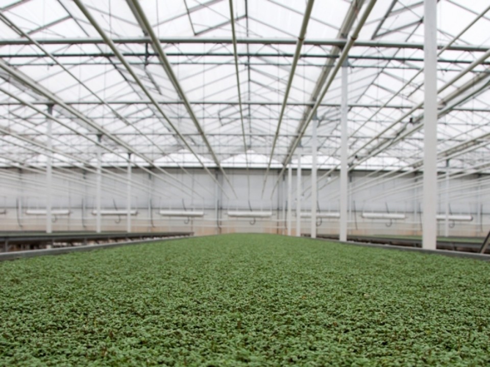 biocress_bed_met_cress1.jpg