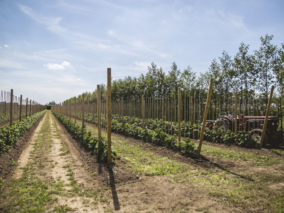 buitenboom_vdh1306.jpg