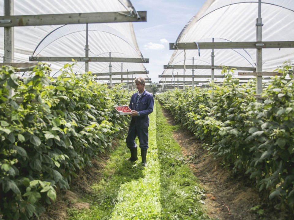 buitenboom_vdh1308.jpg