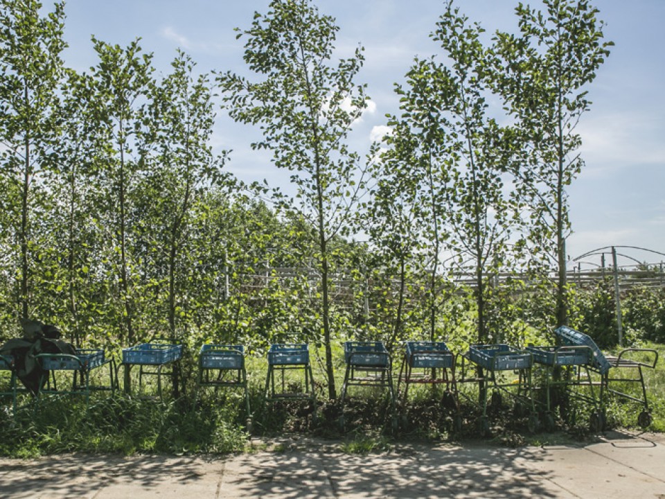 buitenboom_vdh1379.jpg