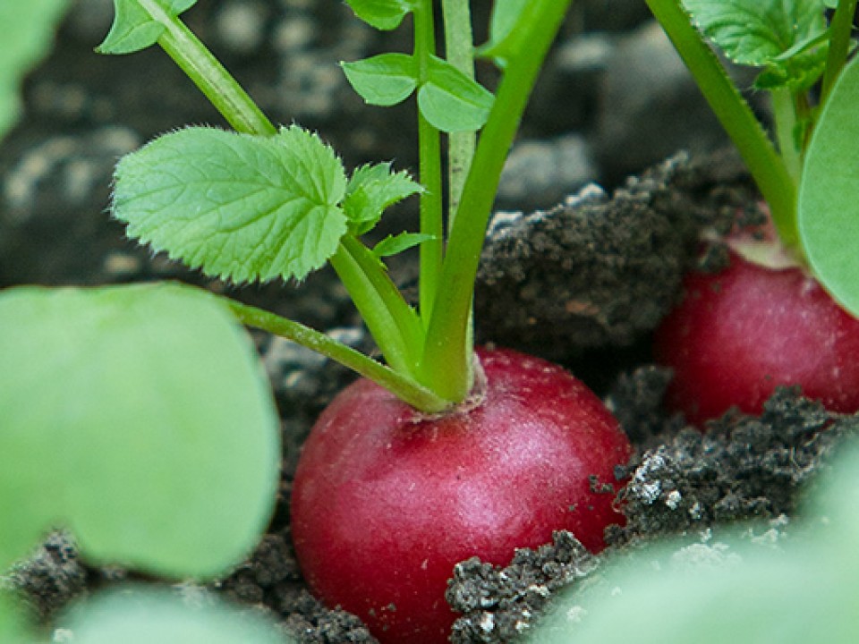 coolbergen-vo-header.jpg