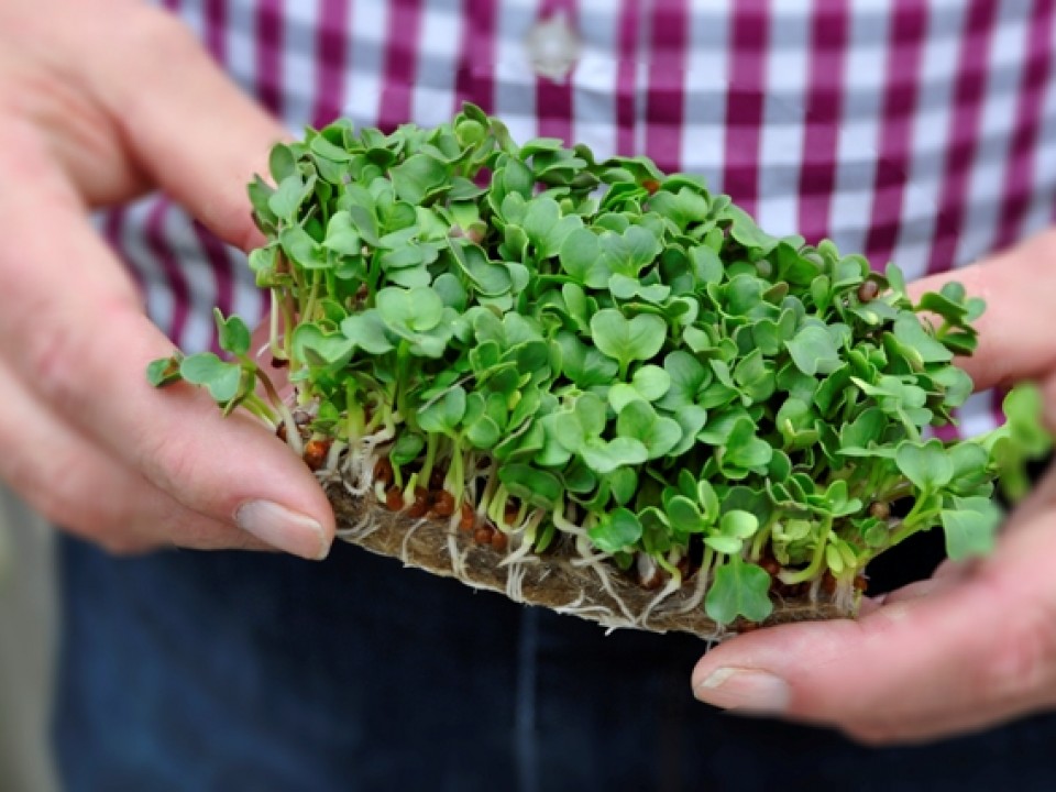 cress1.jpg