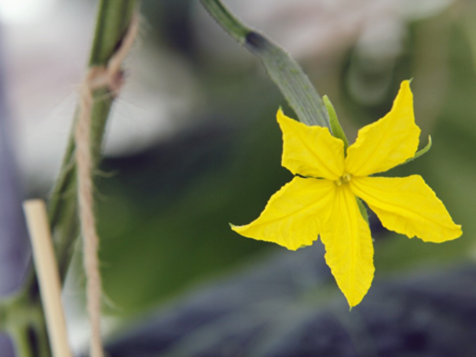 foto_eerste_bloem.jpg