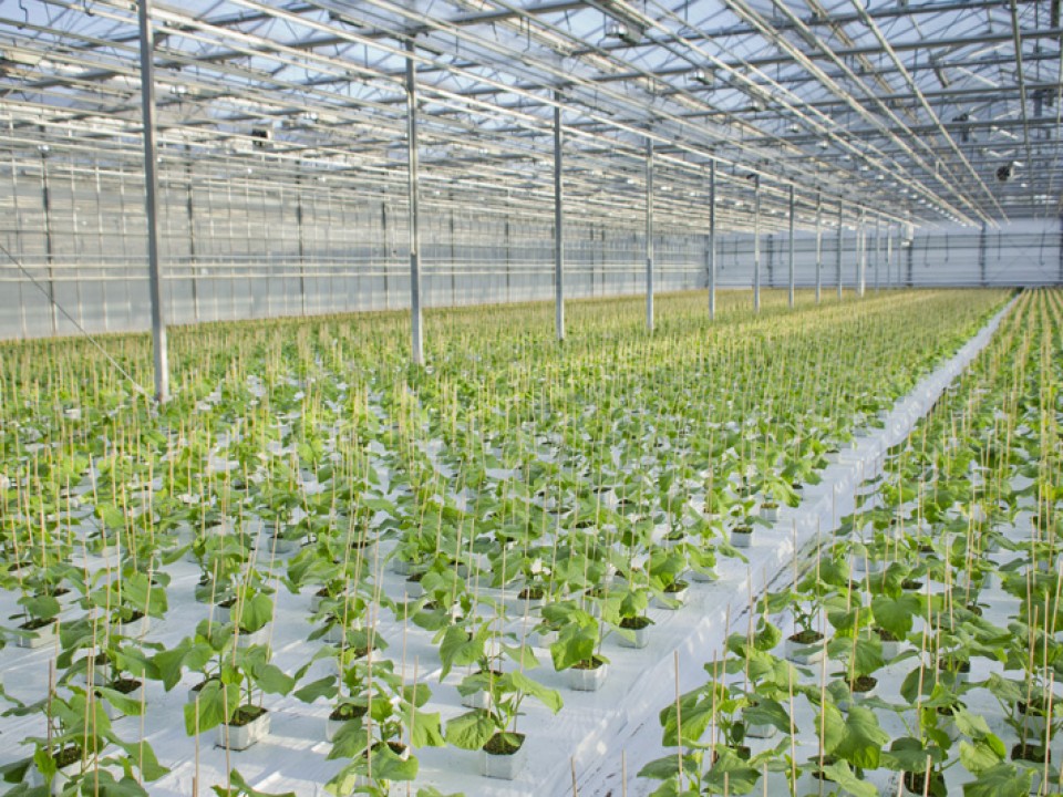 foto_plantenkweker_web.jpg