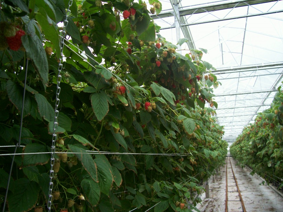 gewas-1.jpg