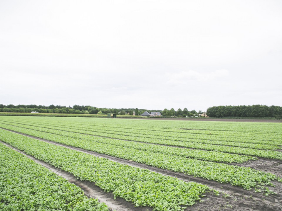 luijkx_vdh5689.jpg