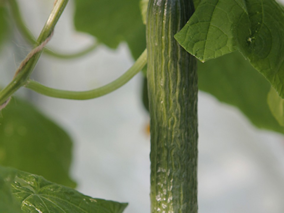 _mg_9609_2_web.jpg