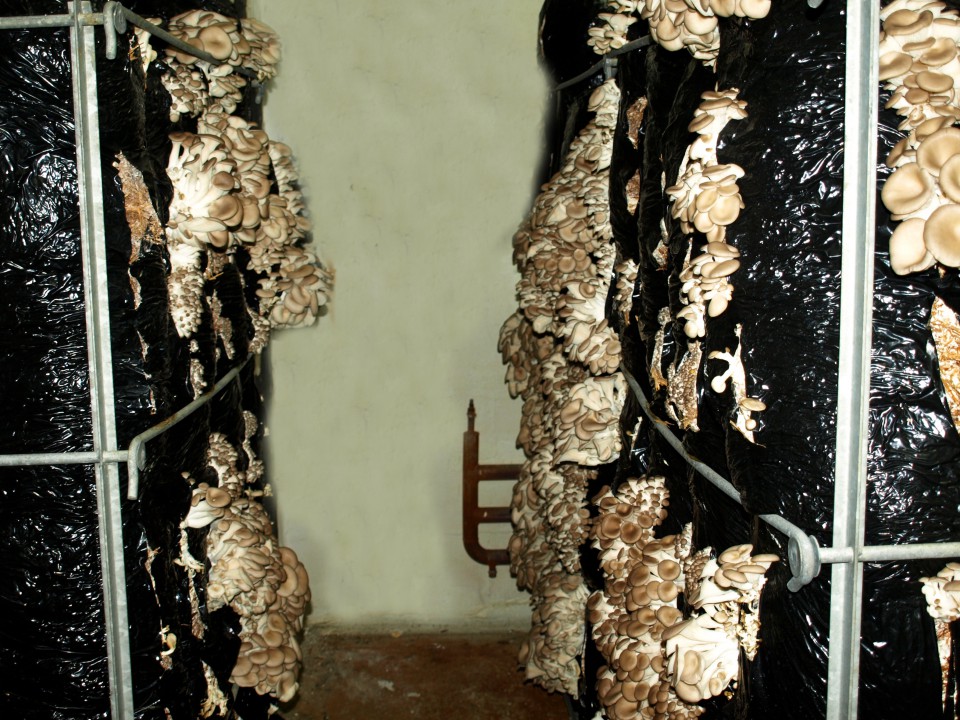 oesterzwammen_teelt_beeld.jpg