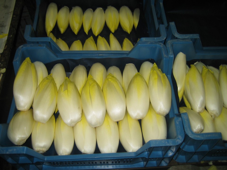 oppers4.jpg