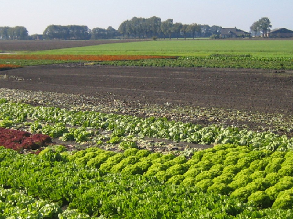 oppers-header.jpg