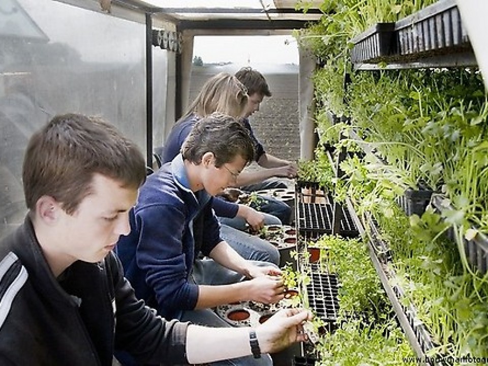 planten_selderij_08jpg.jpg