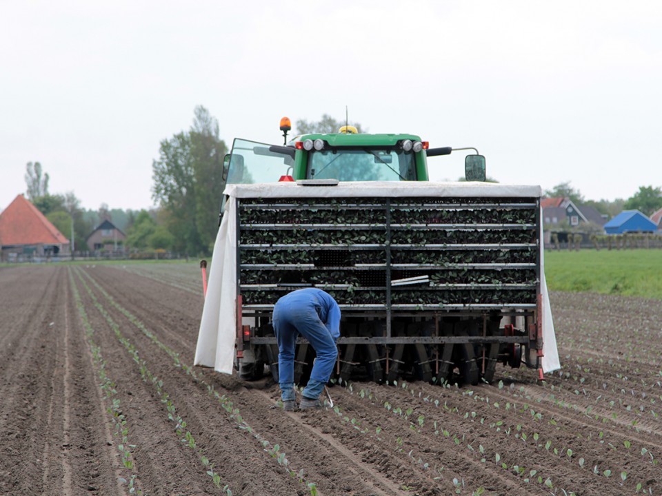 rode_kool_planten-as-de-boer.jpg
