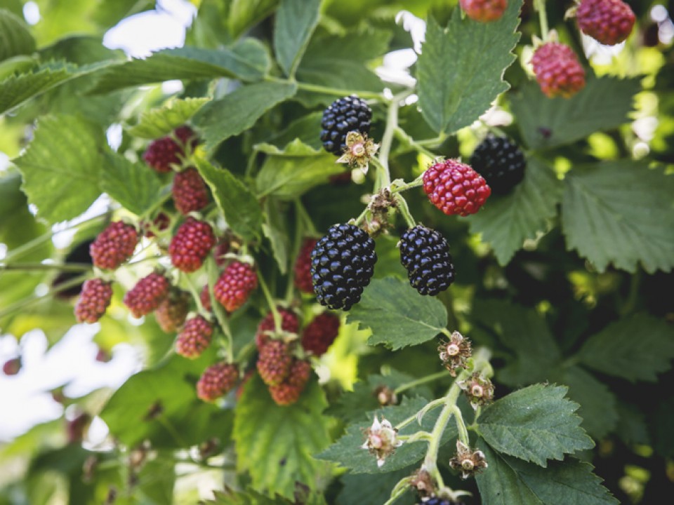 sikker-zachtfruit_vdh1158.jpg