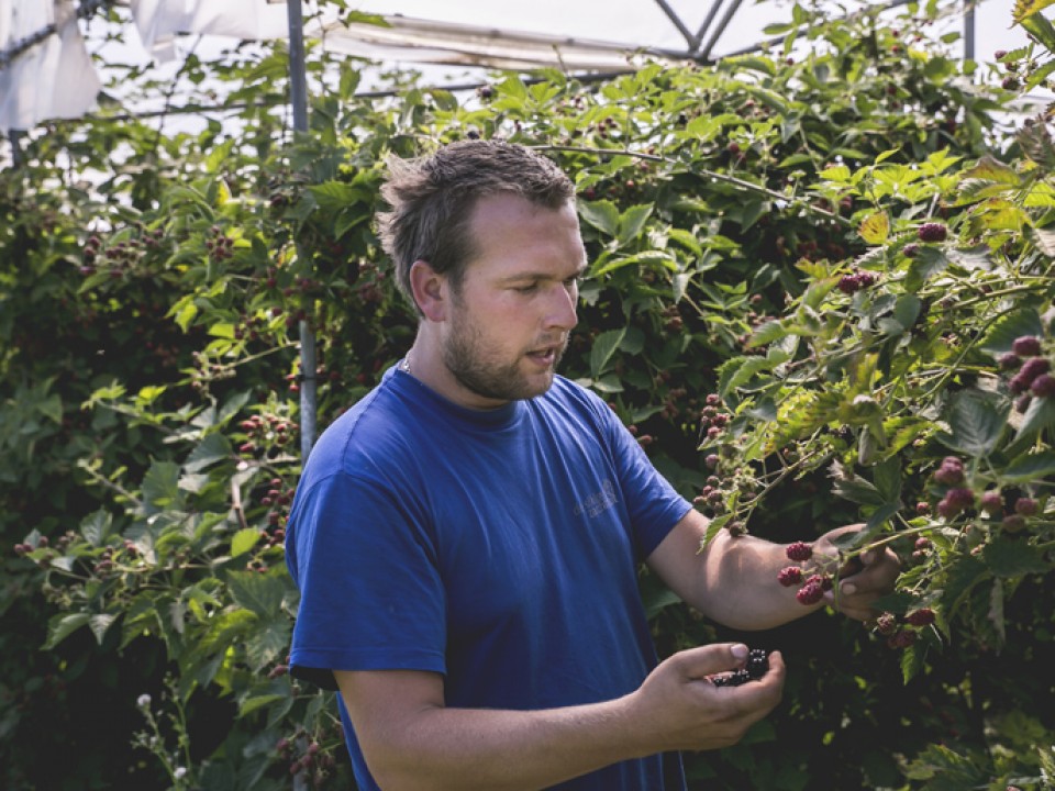 sikker-zachtfruit_vdh1165.jpg