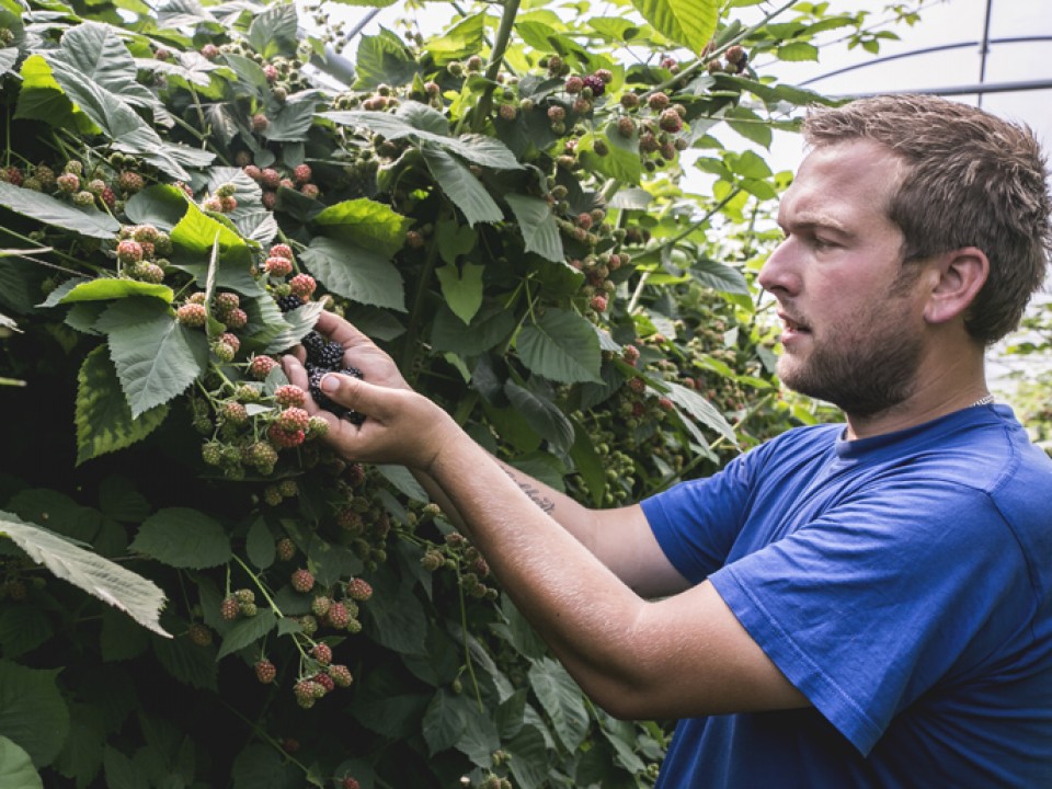 sikker-zachtfruit_vdh1194.jpg