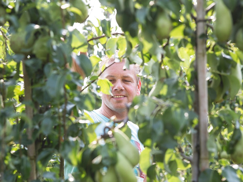 teler_ardifruit2.jpg