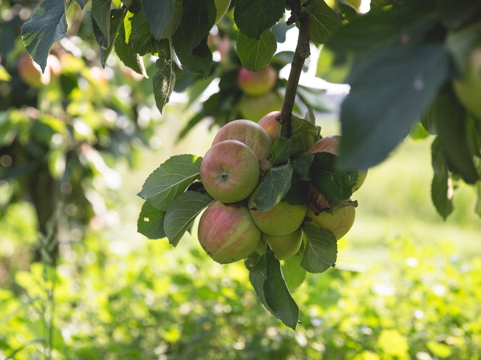 teler_ardifruit5.jpg